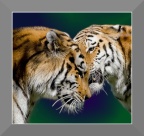 S2 faceaface-tigre-opti