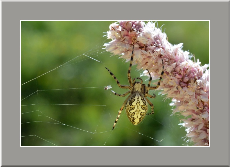 LM2103-12-2025 10-36-10 CETh810.jpg