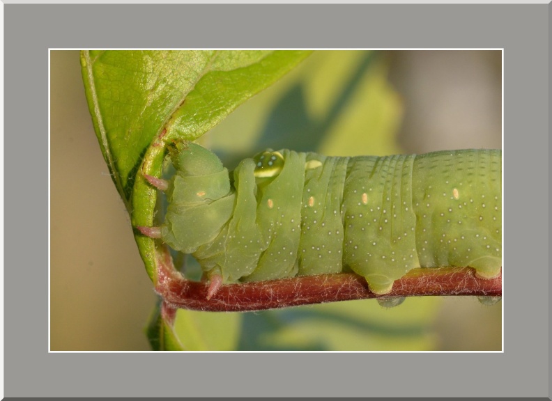 LM2403-12-2025 10-36-10 CETh810.jpg