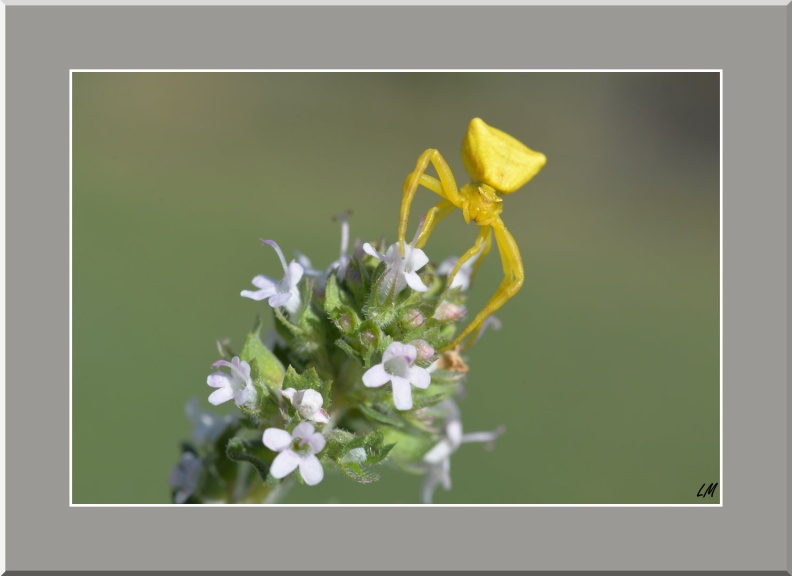 LM2803-12-2025 10-36-10 CETh810.jpg