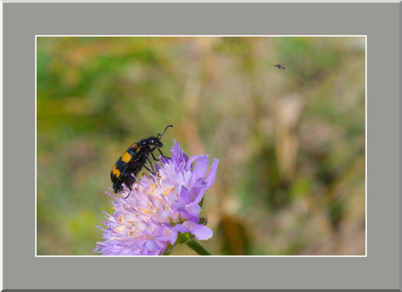 LM3703-12-2025 10-36-12 CETh810.jpg